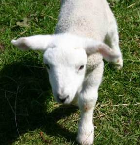 lamb_3411